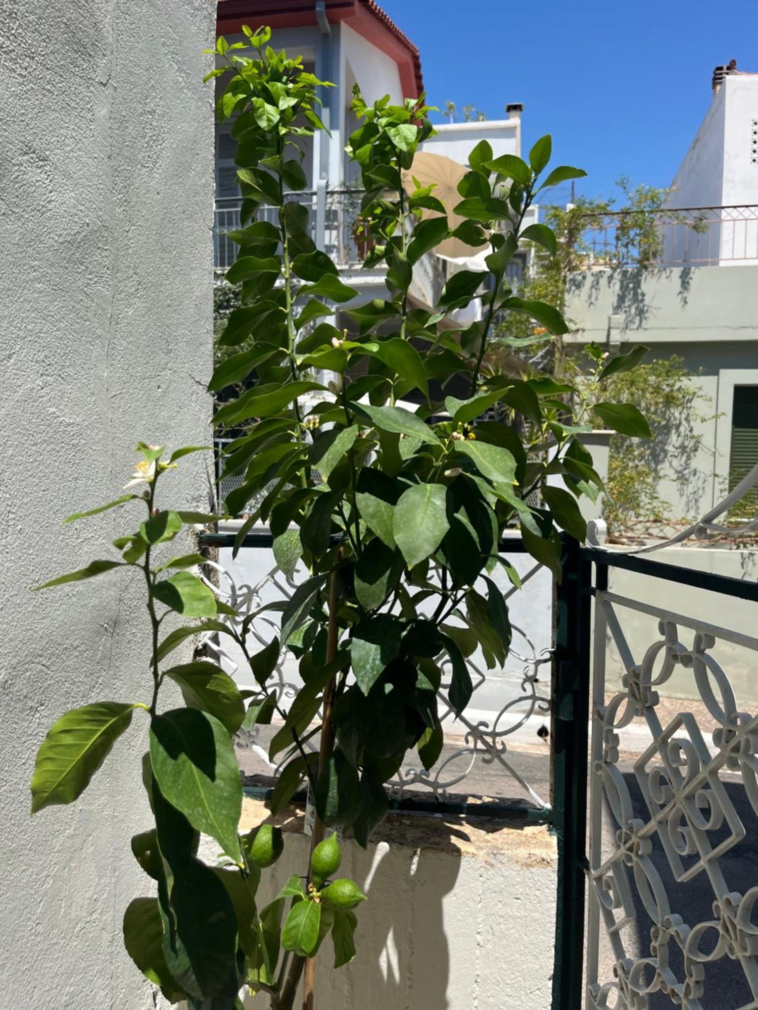Noa - Designed Garden Studio In The City Center Καλαμάτα Εξωτερικό φωτογραφία